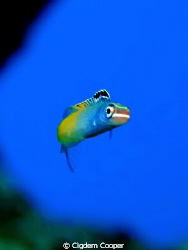 Townsend's fangblenny ( Plagiotremus townsendi)
Fuji F50... by Cigdem Cooper 
